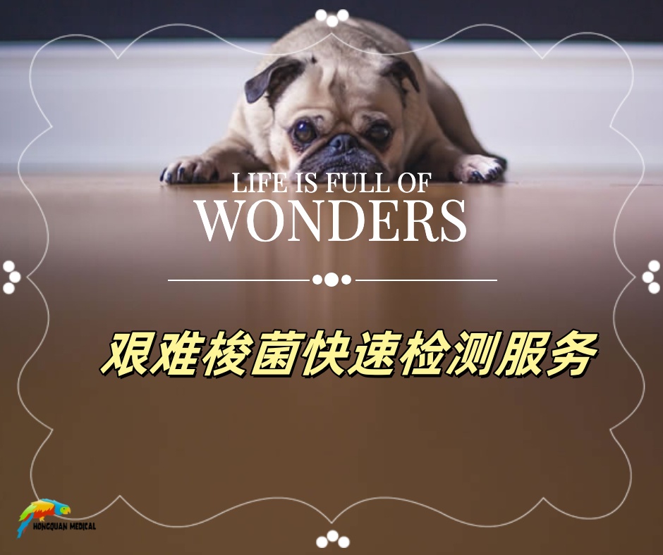 艰难梭菌快速检测服务